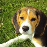 beagle-puppy