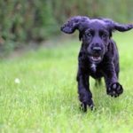 cocker-spaniel